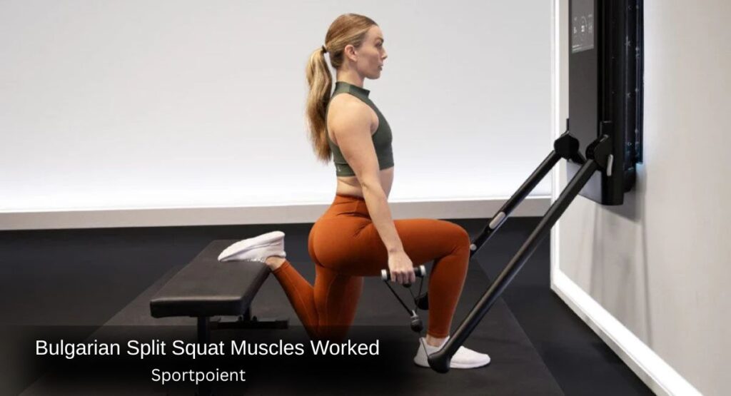 Bulgarian Split Squat Muscles Worked